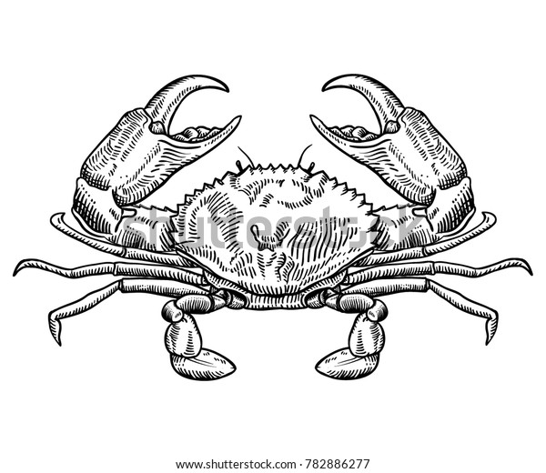 Hand Drawn Crab Sketch Vector Illustration Stock Vector Royalty Free