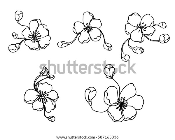 Hand Drawn Peach Blossom Sakura Flower Stock Vector Royalty Free