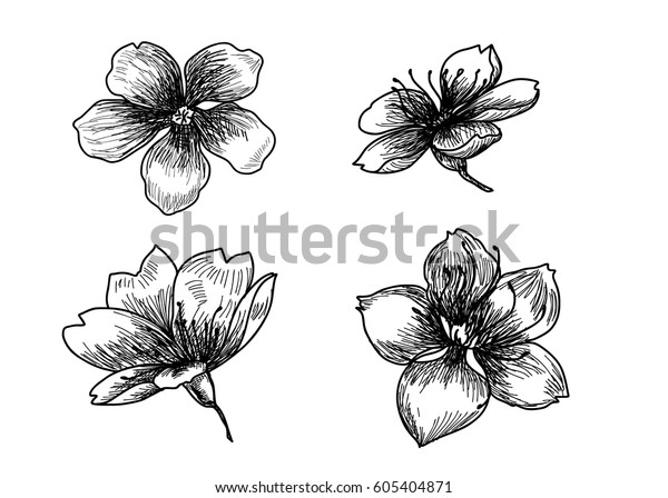 Hand Drawn Peach Blossom Sakura Flower Stock Vector Royalty Free