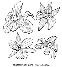 Hand Drawn Set Orchid Flowers Black Stock Vector Royalty Free