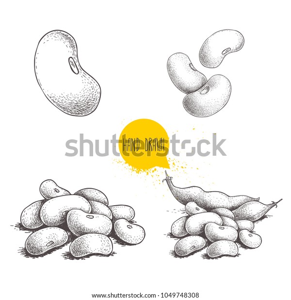 Hand Drawn Sketch Style Beans Set Stock Vector Royalty Free 1049748308