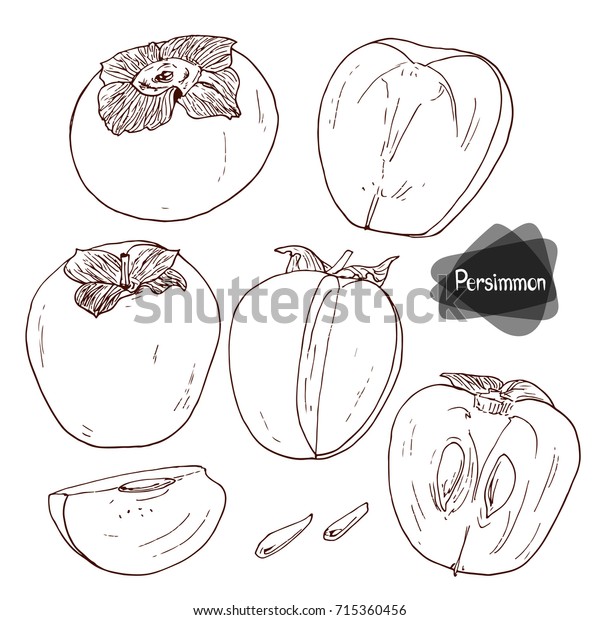 Hand Drawn Sketch Style Persimmons Set Stock Vector Royalty Free