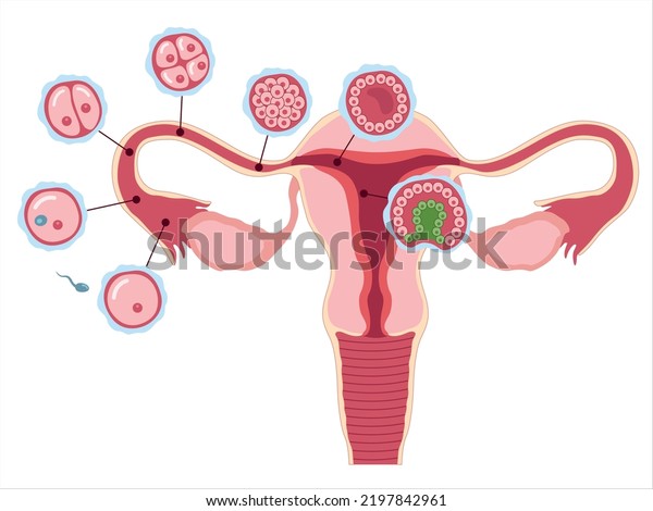 Healthy Female Reproductive System Stages Segmentation Stock Vector