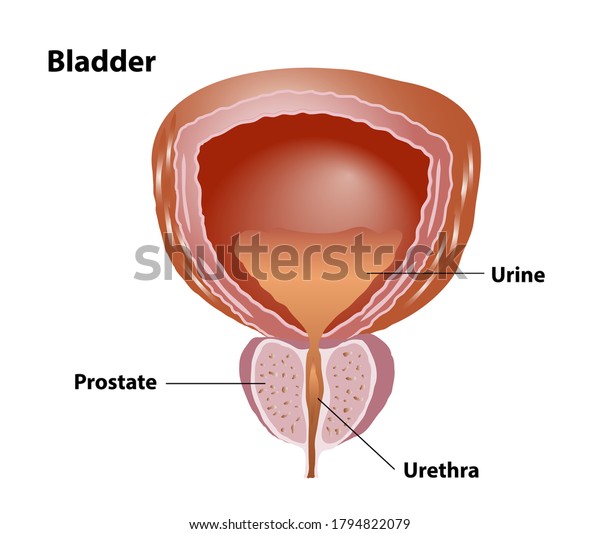 Human Bladder Prostate Medical Illustration Labeled Stock Vector