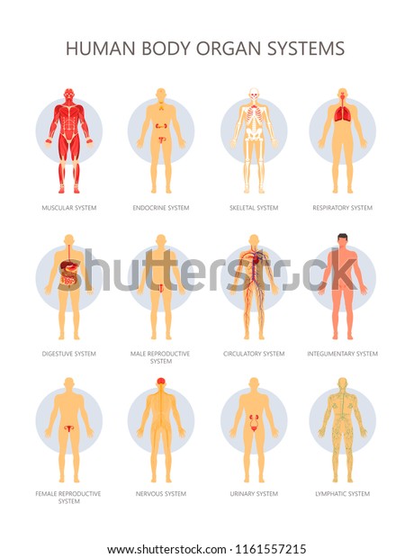 Human Body Biological Systems Vector Infographic Stock Vector Royalty