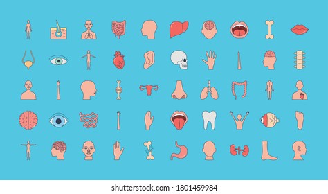 Human Body Parts Linear Icons Set Stock Vector Royalty Free