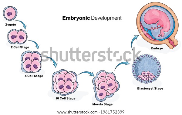 Human Embryonic Development Stages Illustration Stock Vector Royalty Free