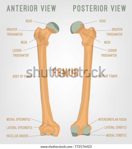 Human Femur Bones Image Vector Illustration Stock Vector Royalty Free