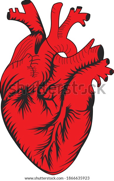 Human Heart Anatomy Vector Illustration Stock Vector Royalty Free