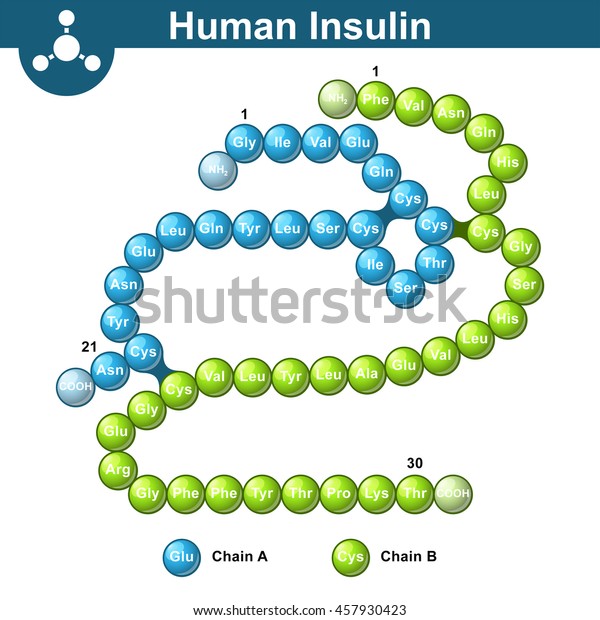 Human Insulin Hormone Molecule Two Peptide Stock Vector Royalty Free