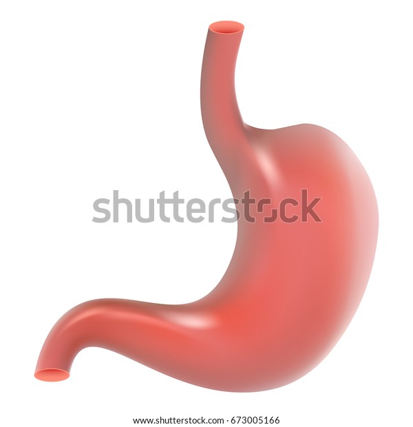 Inside Stomach Vector