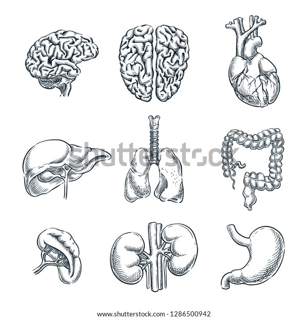 Human Internal Organs Vector Sketch Isolated Illustration Hand Drawn