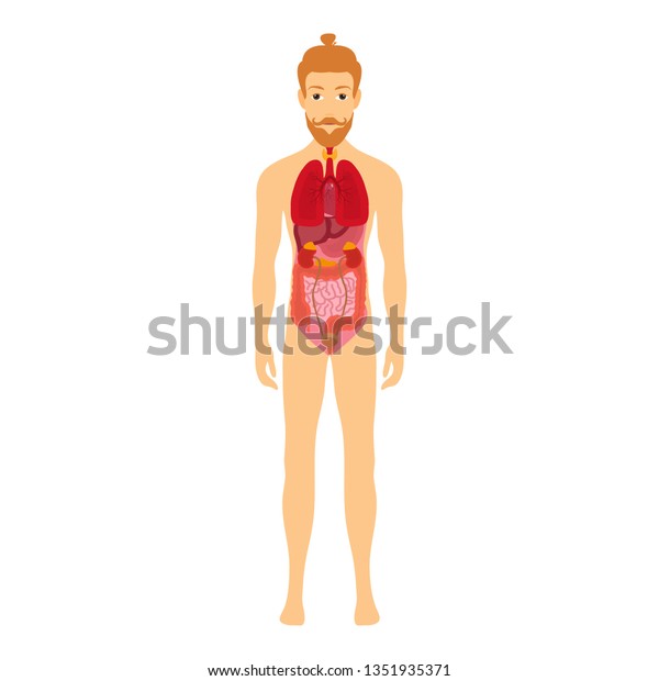 Human Male Body Internal Organs Schema Stock Vector Royalty Free