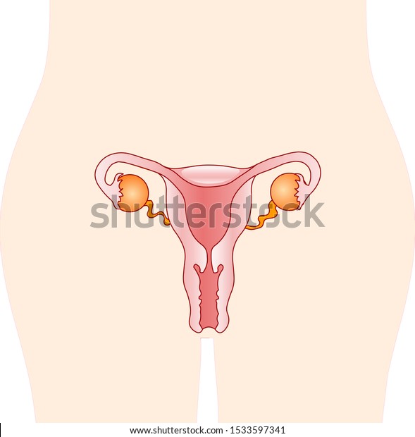 Human Organs Reproduction Anatomy Female Reproductive Stock Vector