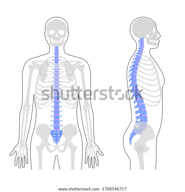 Human Spine Vector Illustration Backbone And Vertebral Column Anatomy