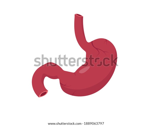 Human Stomach Anatomy Diagram Human Internal Stock Vector Royalty Free