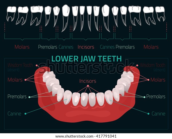 Human Teeth Dental Infographic Editable Illustration With Lower Jaw