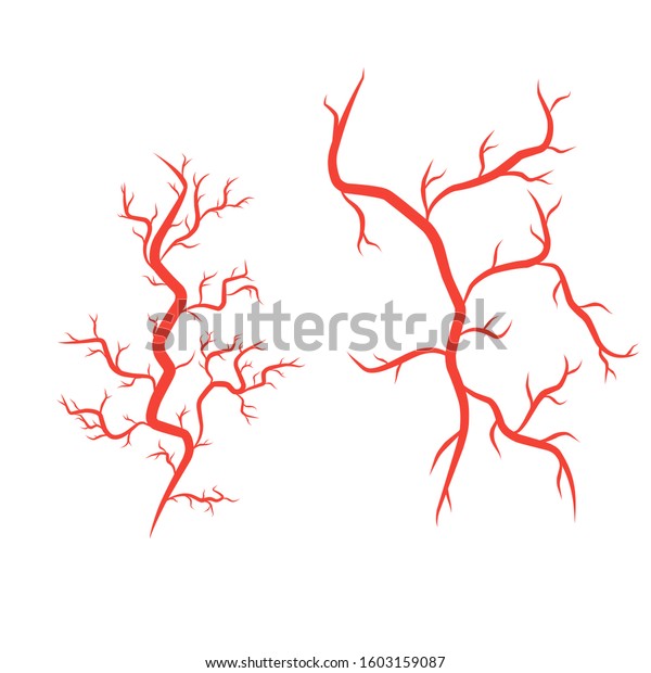 Humans Arteries Veins Vector Illustration Design Stock Vector Royalty Free