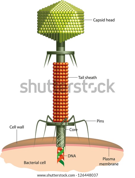 Illustration Bacteriophage Bacterial Virus Stock Vector Royalty Free