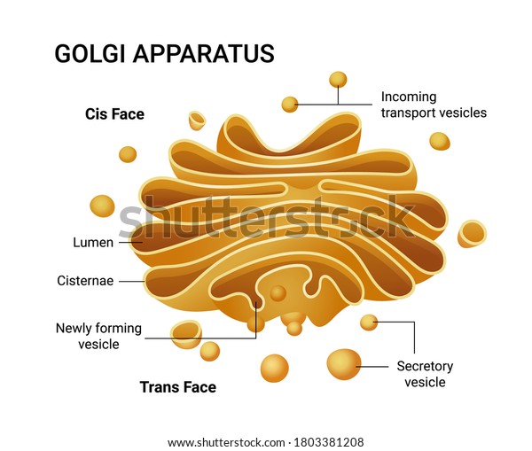 Illustration Golgi Apparatus Structure Vector Infographics Stock Vector