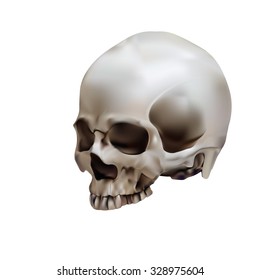 Illustration Human Skull On White Background Vector De Stock Libre De