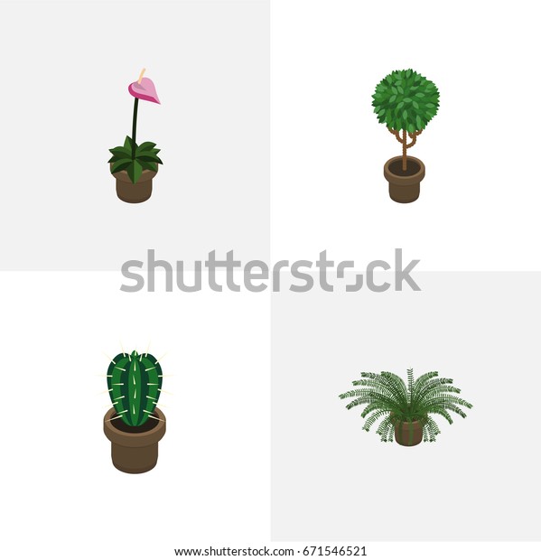 Isometric Houseplant Set Tree Grower Peyote Stock Vector Royalty Free