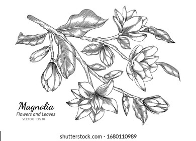 Sweet Peas Flower Leaf Hand Drawn Stock Vector Royalty Free 1957489342