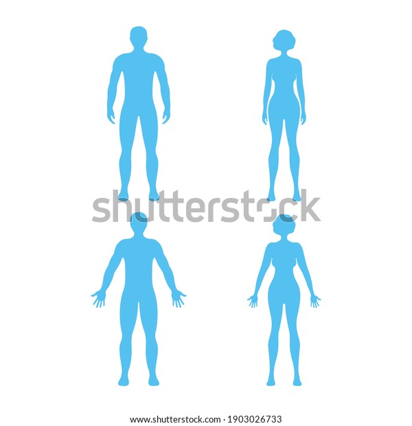 Naked Human Anatomy Bilder Stockfotos Und Vektorgrafiken