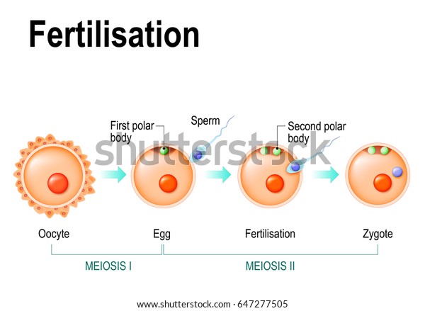 Meiosis Fertilization Different Stages Meiosis Mammalian Stock Vector