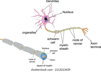 31 Neuroglial Cells Images Stock Photos Vectors Shutterstock