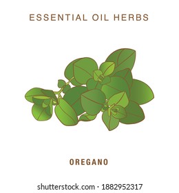 Oregano Vector Illustration Medicinal Herb Essential Stock Vector