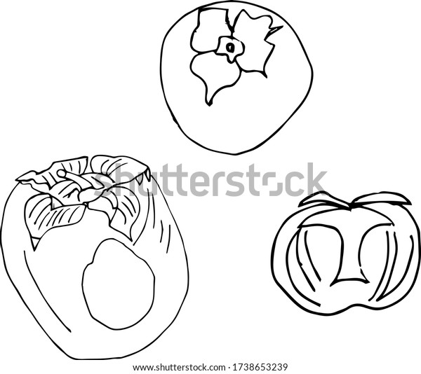 Persimmon Set Sketch Black White Stock Vector Royalty Free