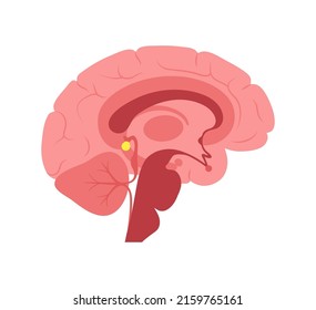 Pineal Gland Epithalamus Anatomy Human Brain Stock Vector Royalty Free