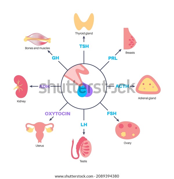 Pituitary Gland Anatomy Human Endocrine System Stock Vector Royalty