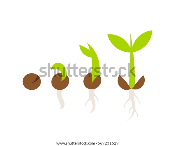 Plant Seed Germination Stages Vector Illustration Stock Vector Royalty