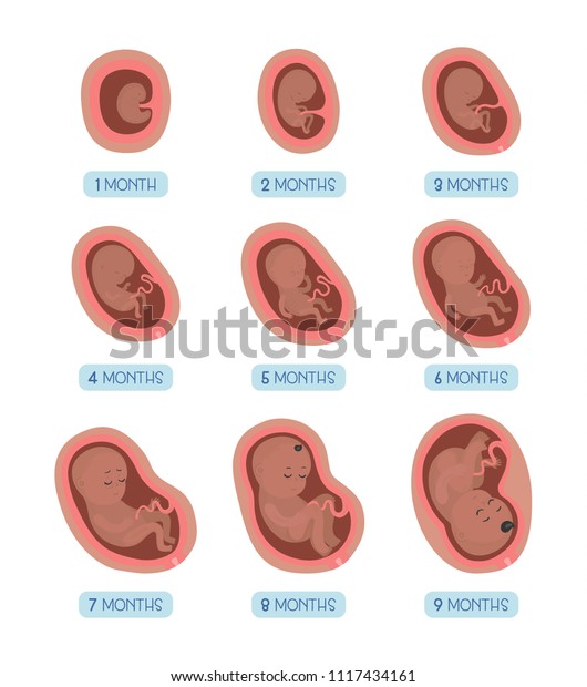 Pregnancy Month By Month Stages Embrio Vector De Stock Libre De