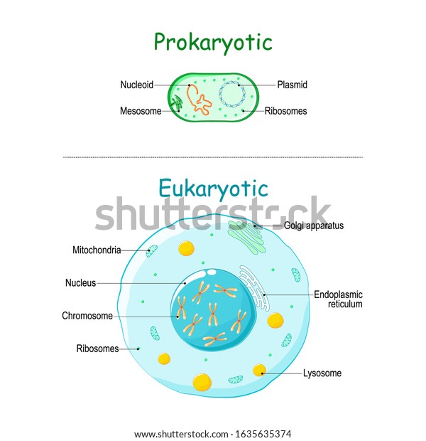 Prokaryote Vs Eukaryote Illustration Of Eukaryotic And Prokaryotic