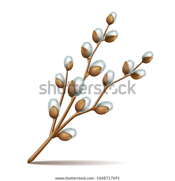 Realistic Spring Twigs Easter Blossom Pussy Stock Vector Royalty Free