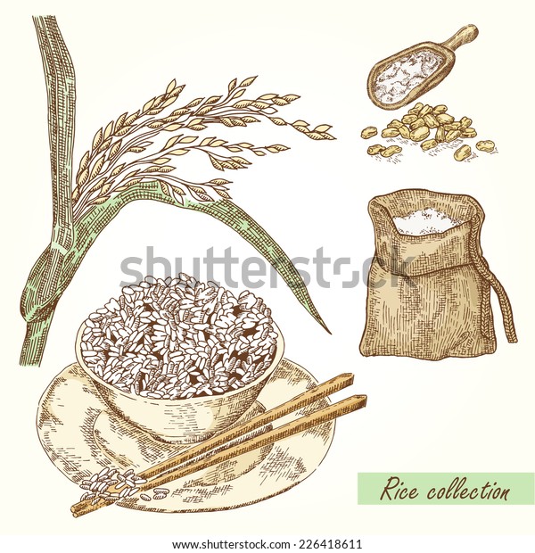 Rice Set Hand Drawn Illustration Rice Stock Vector Royalty Free