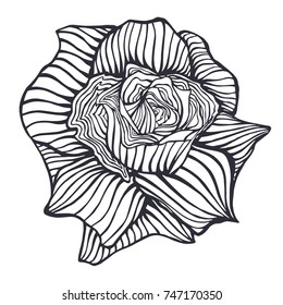 Rose Flower Handdrawing Vector Illustration Sketch Vector De Stock