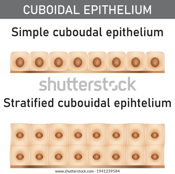 Scientific Medical Illustration Epithelium Structure Types Stock Vektor