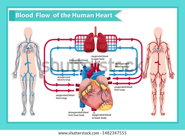 Scientific Medical Illustration Human Blood Flow Stock Vector Royalty