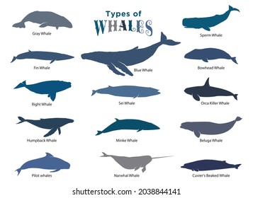 1 274 Types Of Whales Images Stock Photos Vectors Shutterstock