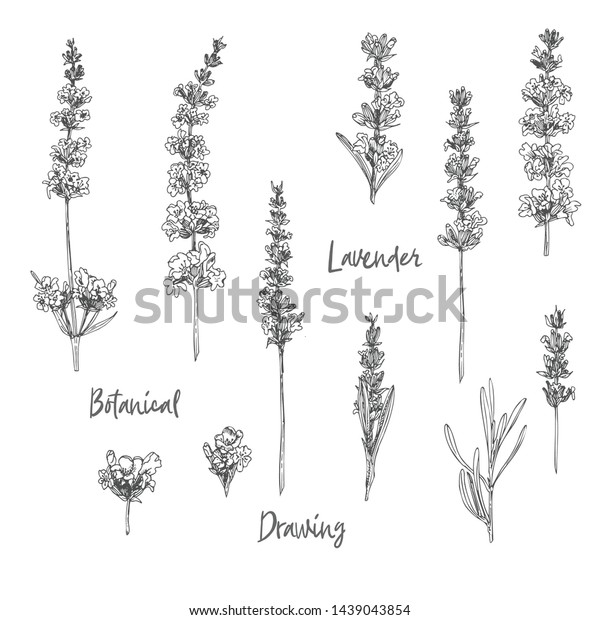 Set Hand Drawn Sketch Lavender Flower Stock Vector Royalty Free