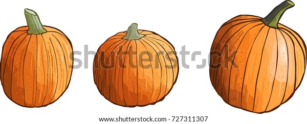 Set Hand Drawn Vector Pumpkins Stock Vector Royalty Free