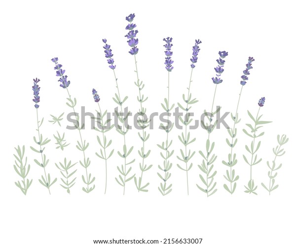 Set Lavender Flowers Elements Botanical Illustration Stock Vector