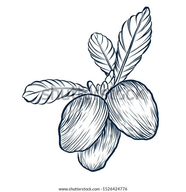 Shea Butter Drawing Isolated Vintage Illustration เวกเตอรสตอก ปลอด