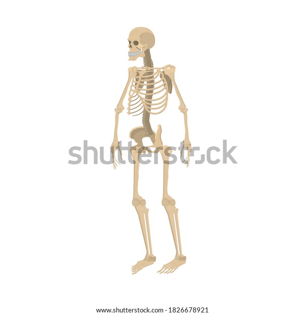 Skeleton Human Skeleton Vector Illustration Stock Vector Royalty Free