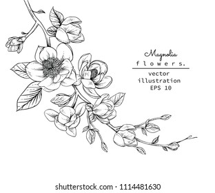 Sketch Floral Botany Collection Magnolia Flower Stock Vector Royalty