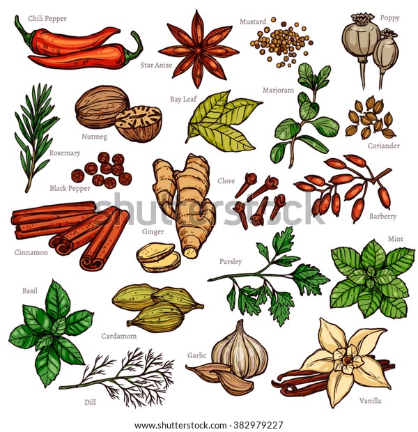 Sketch Herbs Spices Color Set Stock Vector Royalty Free